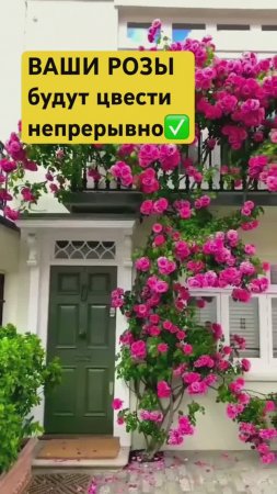🌹СЕКРЕТ непрерывного цветения РОЗ