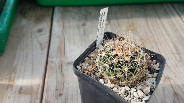 Легкие в уходе кактусы.Hamatocactus Setispinus.Thelocactus Setispinus.