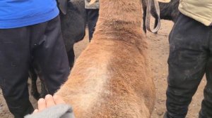 farg‘ona qo‘shtepa qumtepa qo‘y bozori narxlari 22-fevral, 2024