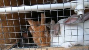 кролики зайцы [ЛЕПОРИДЫ]