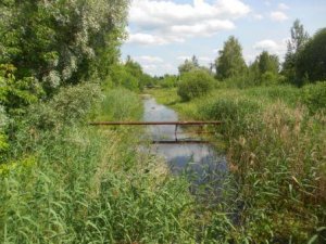 Лес. Июль.avi