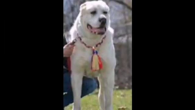 Кангал и Алабай смотреть онлайн