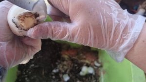 гиппеаструм,  известный в моей коллекции как Пол Копыта. Сильное поражение корневым клещом