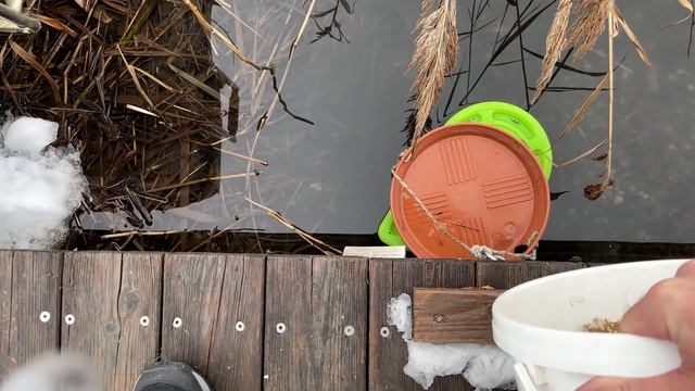 Зимняя кормушка для  водоплавающих и кот Вилли