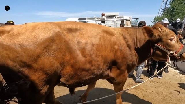 ОТ БОЗОР! КОННЫЙ РЫНОК! БОЗОРИ АСП! HORSE MARKET!PFERDEMARKT