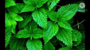 ПОЧЕМУ ЖАЛИТ КРАПИВА?