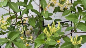 I Looooove my Honeysuckles (and so do Hummingbirds)