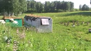 Кто пчелок уважает. (Павильонное содержание пчел)