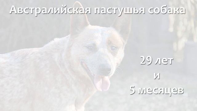 Собаки долгожители - породы.