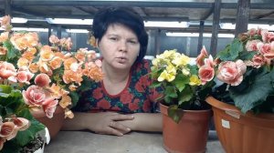 Бегонии ЭЛАТИОР.  Мои наблюдения и выводы!