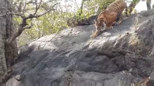 Tiger, tiger roaring loud  II Jungle Safari II wildlife video II Best tiger roar ever !