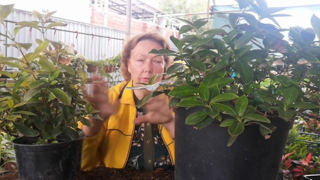 Осенняя покупка гортензии. Правильно сохраняем.