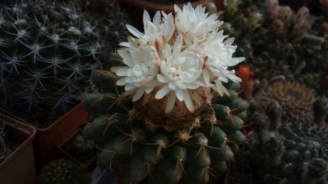 Discocactus heptacanthus. Timelapse Movie. смотреть онлайн