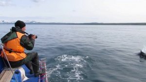 Белокрылые  морские свиньи сопровождают нас
