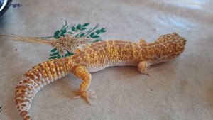 Стоит ли заводить эублефара