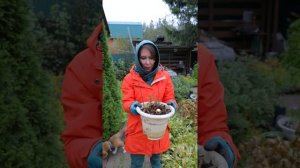 Герань болеет. Что делать ?