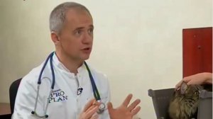 цистит  у  кота