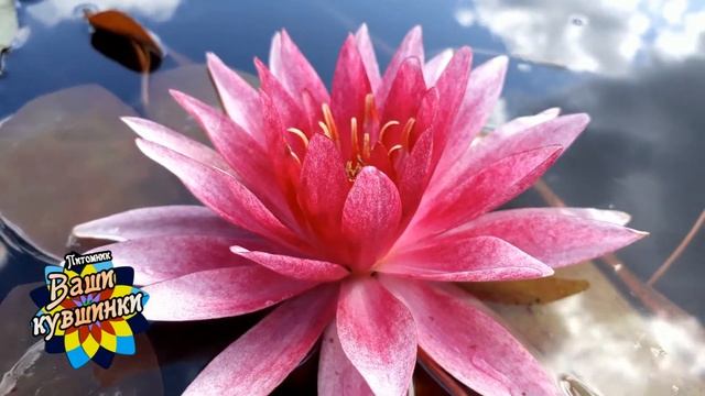 Нимфея Red Daniel (Красный Дэниел) кувшинка, waterlily, водные растения, пруд смотреть онлайн