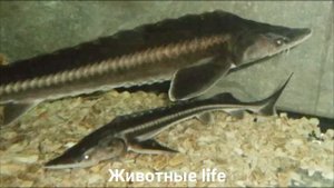 ШИП?/Животные life/Рыбы/Животные/Интересные факты