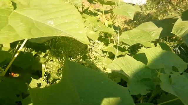 Розсадник Павловнії біля Івано-Франківська.Сорт Томентоса (декоративна). смотреть онлайн