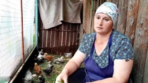 Кормление бройлерных цыплят. Как гречка влияет на цыплят.