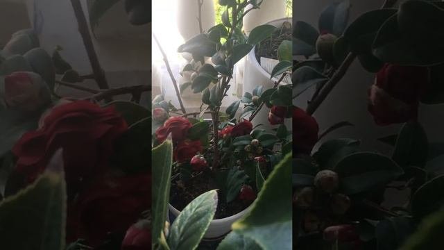 Мои камелии на лоджии