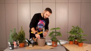 Араукария | Советы от Ильи Гомыранова