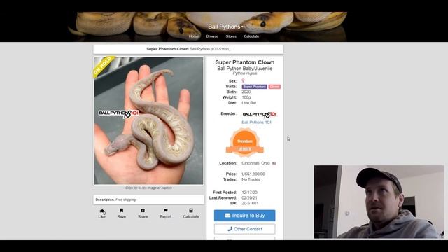 Phantom Ball Python Morph Combos | Jack's Reptiles