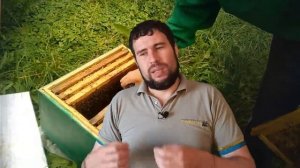 Почему двохматочное содержание пчел лучше. Вспомогательные семьи это все для нар
