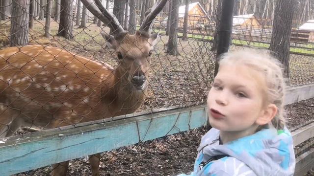 От "Томской Писаницы" остался только зоопарк и кучка домиков. смотреть онлайн