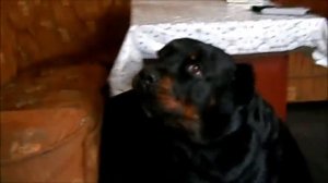 Ротвейлер. Ротвейлер видео