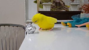 Говорящий попугай Кеша. Волнистый попугай. Топ 10 говорящих птиц.