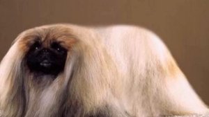 Всё о породе пекинес/All about the Pekingese breed|Собака пекинес, всё о породе|