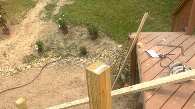 Снова начинаю сад с нуля . Розы, лаванда, гвоздика и моих уже 4 кота ?❤️ смотреть онлайн