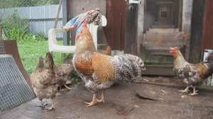 Билефельдеры и Легбары