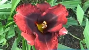 лилейник daylily BROADWAY LAST MOHICAN.mpg