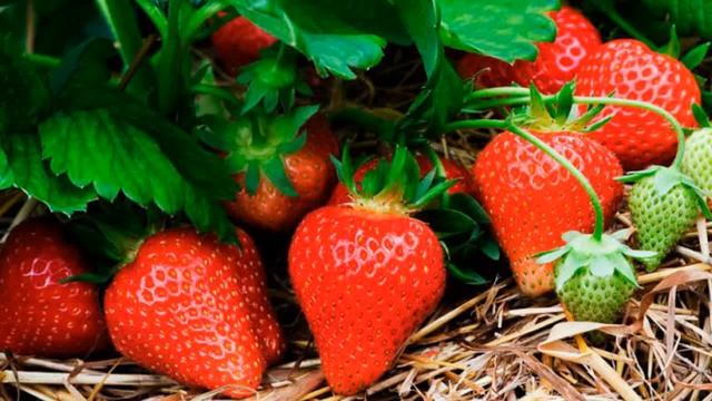 Земляника или клубника? (Июнь) (Садовод Андрей Туманов) смотреть онлайн