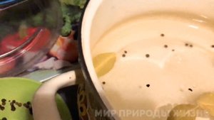 Как засолить опята на зиму. Очень простой  способ горячей засолки в банки