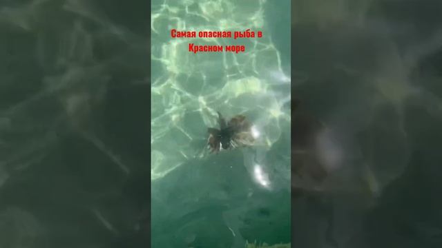 Опасно Опасно! Самая опасная рыба в Красном море, Полосатая крылатка