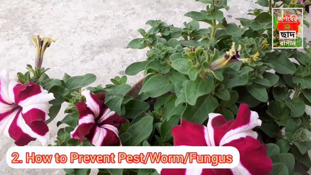 Petunia plant care winter Petunia plant care tips смотреть онлайн