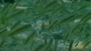 очаровывающая  музыка- жизнь,как вспышка