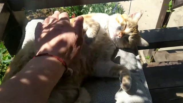 Бродячий кот выбрал себе дом. смотреть онлайн