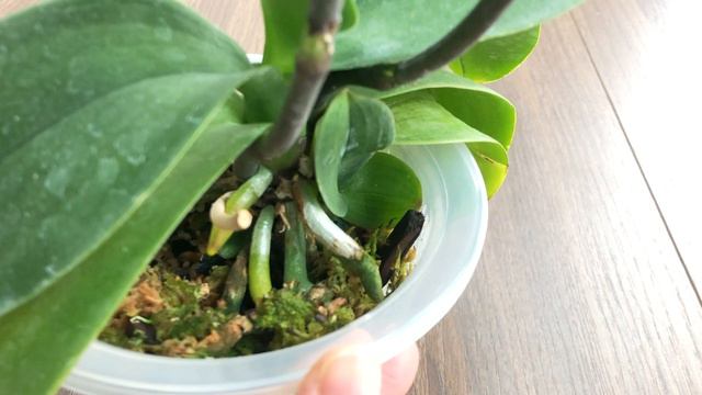 Use Orchid Keiki Paste or Not смотреть онлайн