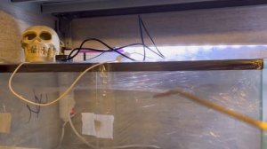 ОБУСТРОЙСТВО ТЕРРАРИУМА ДЛЯ ЭУБЛЕФАРОВ l КАК БЮДЖЕТНО И КРАСИВО СДЕЛАТЬ? l УКРЫТИЕ, СУБСТРАТ, КОВРИ