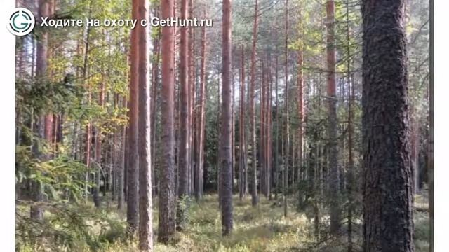 Охота в Ярославской области – Первомайское охотничье хозяйство ЯООиР охота на лося смотреть онлайн