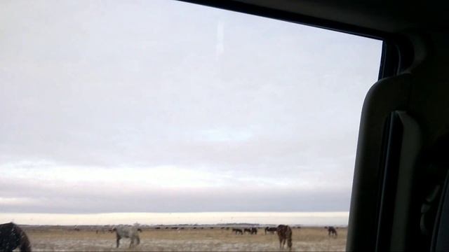 super big horse herd.  Russia.  stallion percheron смотреть онлайн
