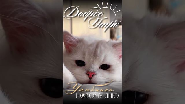 доброе утро