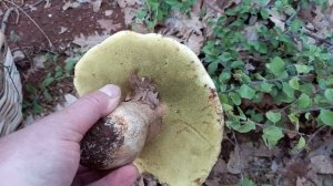 Boletus Aereus & Amanita Caesarea & Cantharelus Cibarius 2021