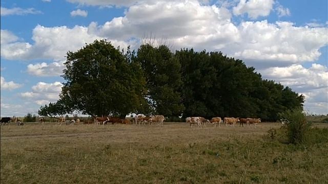 Хитрая корова убежала из стада смотреть онлайн