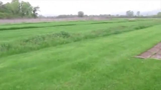 Газонная трава 170405 смотреть онлайн